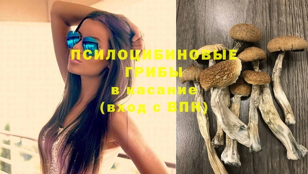 стафф Корсаков